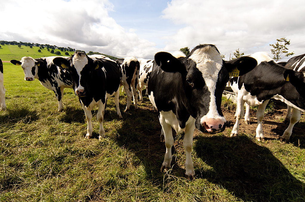 UCD Lyons Farm